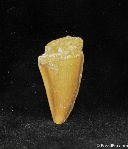 Inch Mosasaurus Tooth #1113